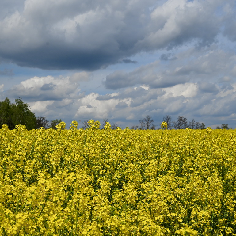 polja repice oko jezera