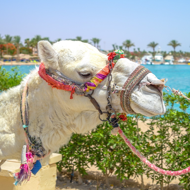 hurgada iskustva hotel