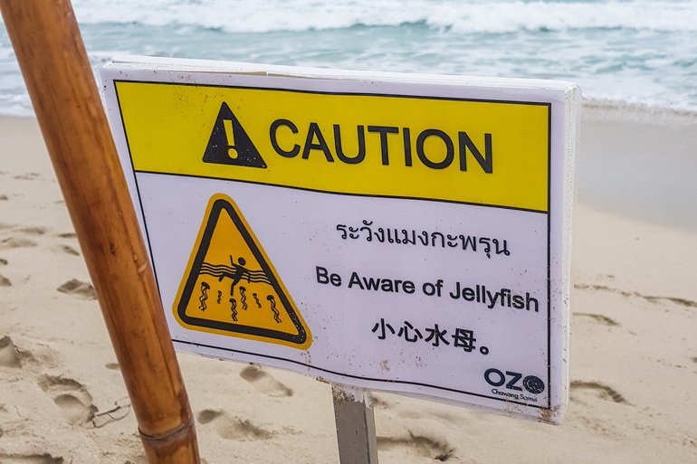 meduze na tajlandu